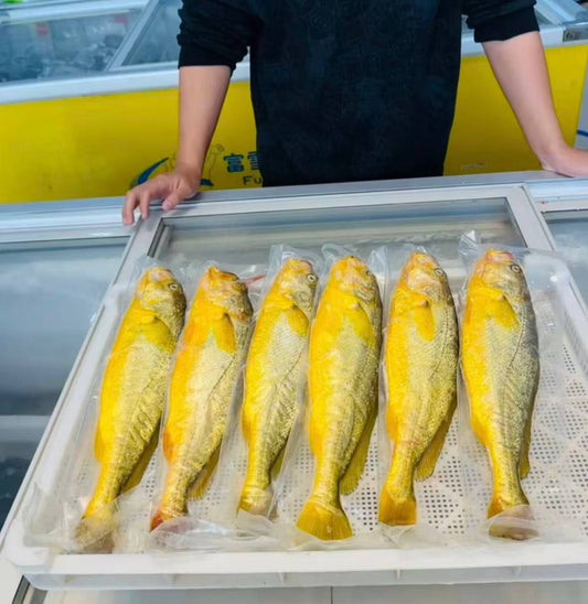 Deep sea large yellow croaker